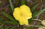 Bigfruit evening primrose